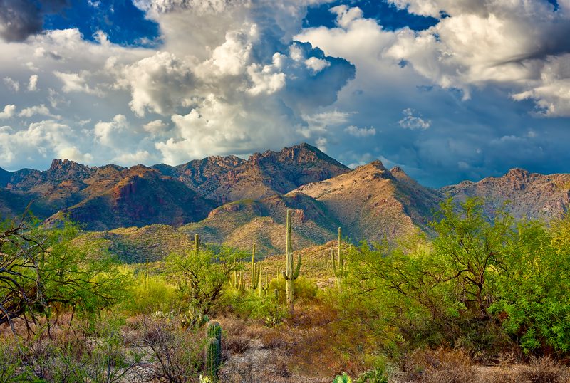 Saguaros in the Catalina foothills near Sabino Canyon