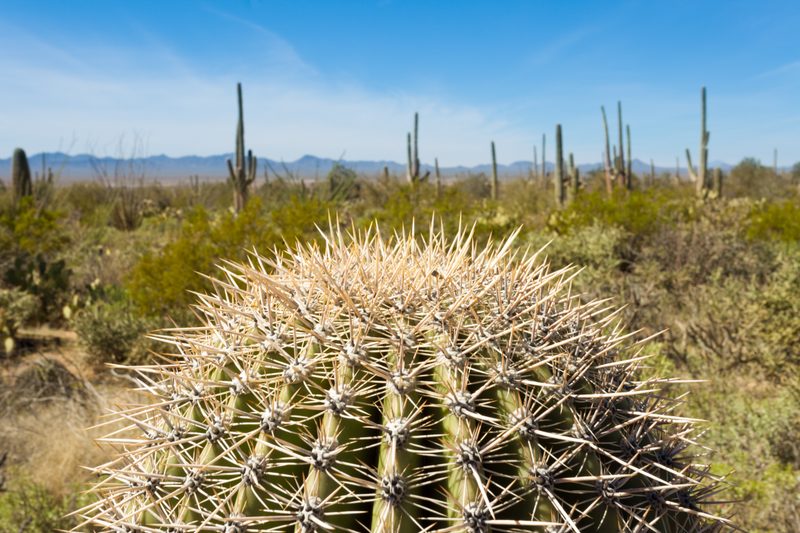 Saguaro desert landscape near Vail, Arizona